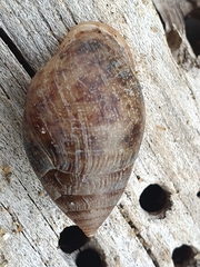 Pythia