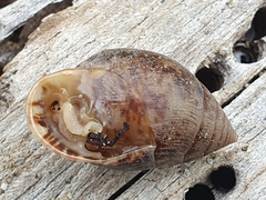 Pythia
