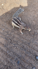 Atlantoxerus getulus