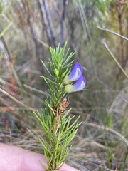 Psoralea pinnata