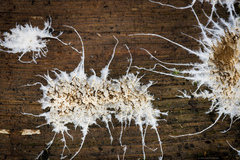 Etheirodon fimbriatum