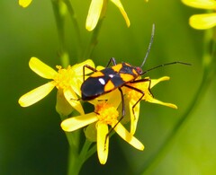 Oncopeltus famelicus