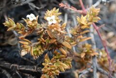 Spermacoce divaricata