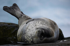 Leptonychotes weddellii