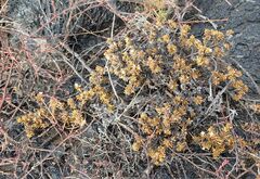 Spermacoce divaricata