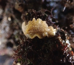 Enchiridium punctatum