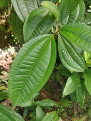 Miconia xalapensis