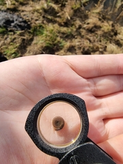 Bathyomphalus contortus