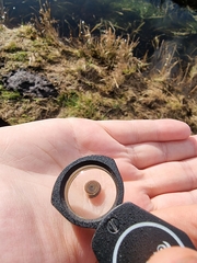 Bathyomphalus contortus