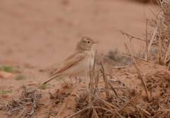 Ammomanes cinctura