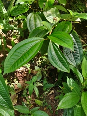 Miconia xalapensis