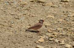 Bucanetes githagineus