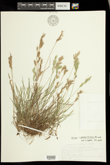 Bromus × ferronii