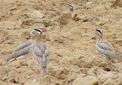 Burhinus superciliaris