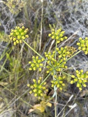 Lichtensteinia trifida