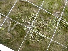Spergularia canadensis