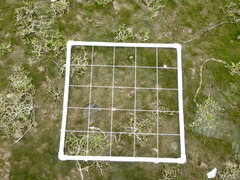 Spergularia canadensis