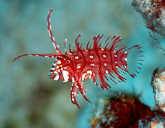Novaculichthys taeniourus
