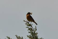 Phoenicurus moussieri