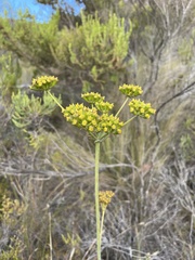 Lichtensteinia trifida