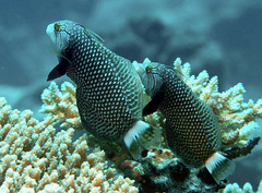 Novaculichthys taeniourus