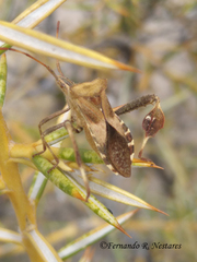 Leptoglossus impictus