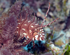 Novaculichthys taeniourus