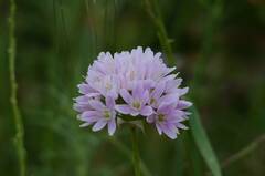 Allium roseum