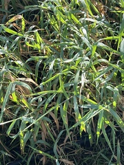 Panicum amarum