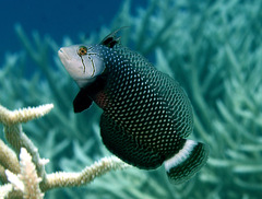 Novaculichthys taeniourus