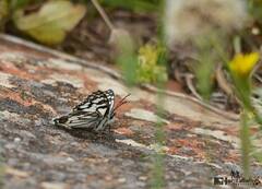 Melanargia ines