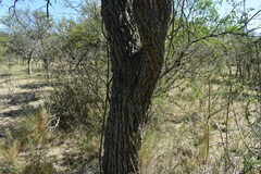 Prosopis affinis