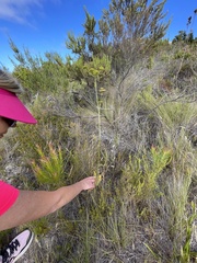Lichtensteinia trifida