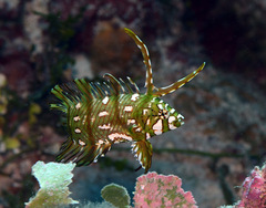Novaculichthys taeniourus