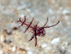 Novaculichthys taeniourus