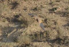 Pterocles orientalis