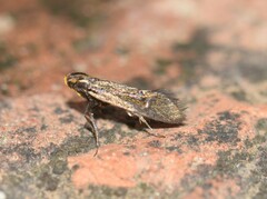 Esperia sulphurella