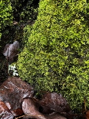 Claopodium rostratum