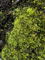 Claopodium rostratum