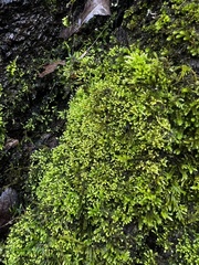 Claopodium rostratum