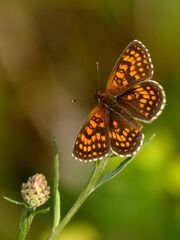 Melitaea athalia