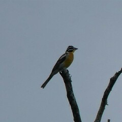 Emberiza flaviventris