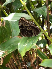 Morpho helenor narcissus