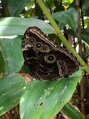 Morpho helenor narcissus