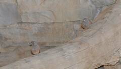 Emberiza sahari