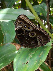 Morpho helenor narcissus