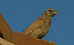 Emberiza sahari