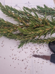 Cliffortia strobilifera