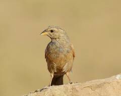 Emberiza sahari