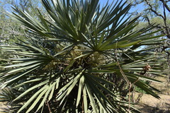 Trithrinax campestris